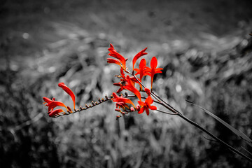 Rote Blume mit grauen Hintergrund