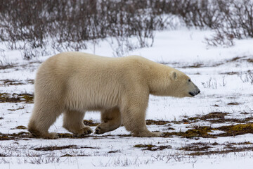 white polar bear