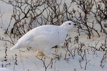 Ptarmigan in the snow