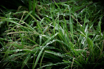 Gras mit Tau