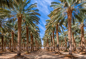 Naklejka premium Date palms is ancient plant and famous food crop in Middle East and North Africa, today this farming is important element of advanced and sustainable agriculture, No AI tools were used