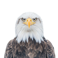 Obraz premium american bald eagle