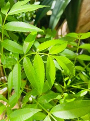 green leaves in the garden