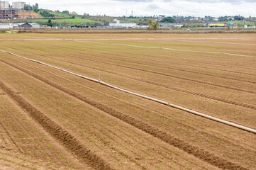 Preparation for Harvest: Onion Field with Sprinkler Irrigation in Autumn.