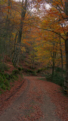 Camino de bosque en otoño