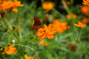 orange butterfly in an orange cosmos flowers meadow