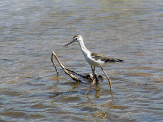 Wood sand piper bird, looking for food in a pond.