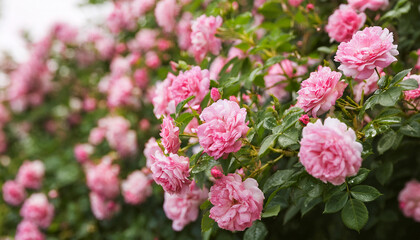 Obraz premium Beautiful bush of tea roses. Spring and summer flower. Rose garden. Nature and botany theme.