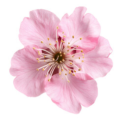 pink blossom