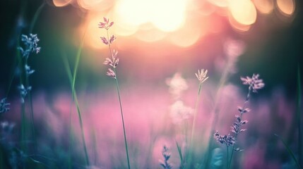 Obraz premium Soft Sunset Light Illuminates Wildflowers In A Field