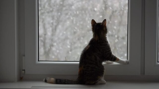 Cat gazing out the window as snow falls gently in a winter wonderland