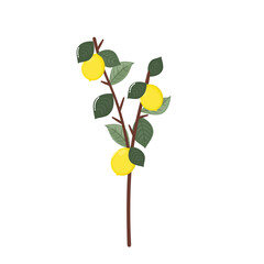 lemon fruit plant with branches and leaves