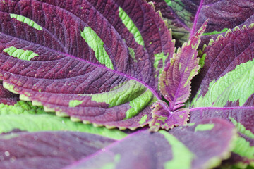 Coleus scutellarioides 3
Coleus scutellarioides flower close up