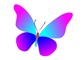 colorful butterfly design
