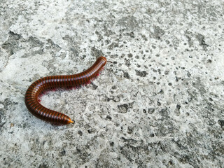 Millipedes Part 2 2
Luwing, a millipede animal, is round and red in color