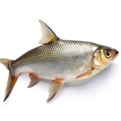 fish on white background