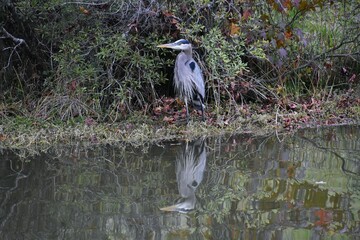 great blue heron ardea cinerea with reflection