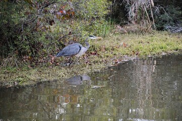 blue heron ardea cinerea
