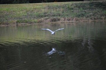 great blue heron in flight