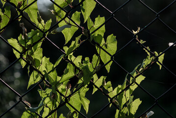 FIELD BINDWEED - A plant entangled in a steel mesh fence