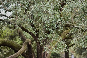 tree in the forest with green leaves