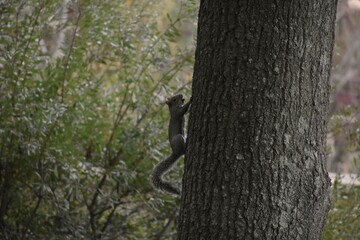 squirrel on a tree with nut in its mouth