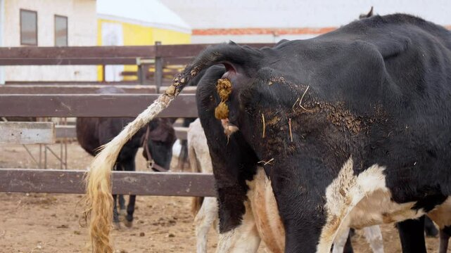 Dutch cow grazing fresh grass and defecating while eating on green meadow.