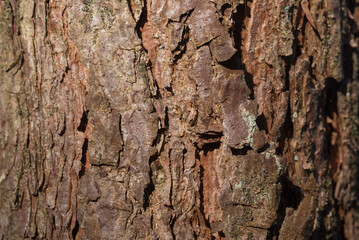 NATURAL ENVIRONMENT - Bark of a pine tree growing in the forest