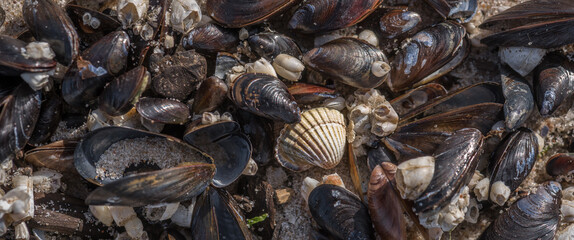 SHELLS - A small seashells on the sand of sea beach