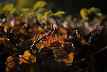 GOLDEN AUTUMN - Colorful leaves in the morning sun