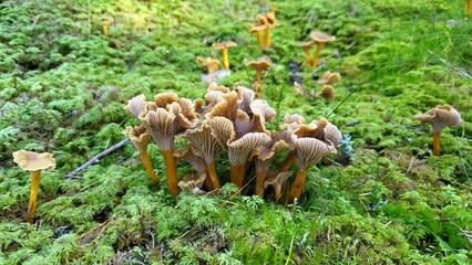 Beautiful mushrooms chanterelle on the moss 