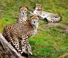 Cheetah family 