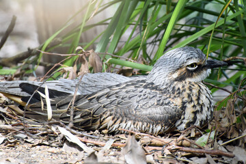 bush thick-knee brid or bush stone curlew (burhinus grallarius) a ground-dwelling bird endemic to Australia, Wildlife, Queensland