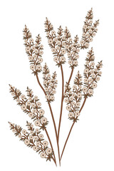 wheat ears isolated on white background