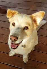 portrait of a happy golden or blonde dog