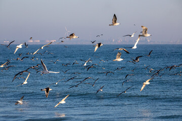 A flock of seagulls flying on the seashore