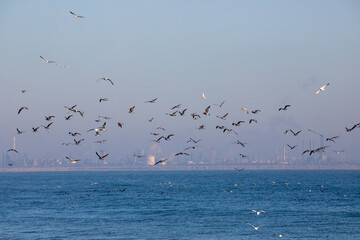 A group of many seagulls in flight at the seashore