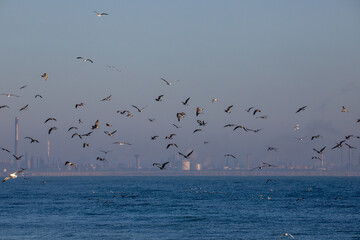 Many seagulls flying on the seashore