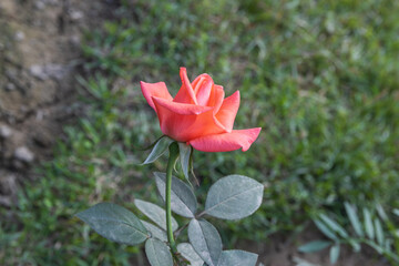 Close-up of a beautiful orange rose flower with green leaves bloom in the garden