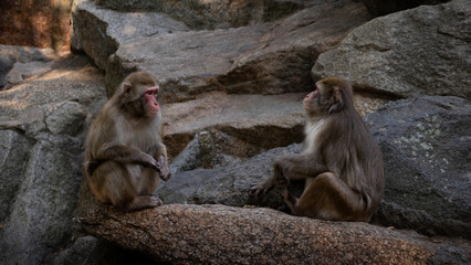 Two monkeys sitting and interacting on a rock surrounded by rugged terrain in a peaceful natural...