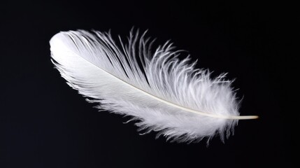 Obraz premium A Single White Feather Against a Black Background: A Study in Simplicity and Elegance