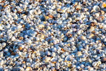Close-up with background of different shells on the beach