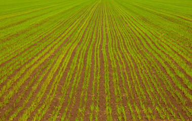 Close-up with a green crop of young wheat, freshly sprouted