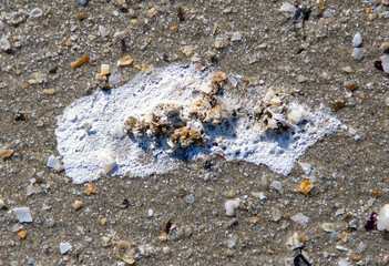 Close-up of Diomedeidae bird droppings on sand