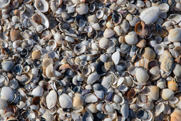 Close-up of various shells on the beach