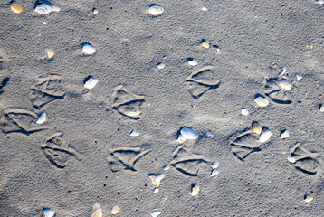 close-up of seagull footprints on the sand