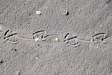 Seagull footprints on the sand