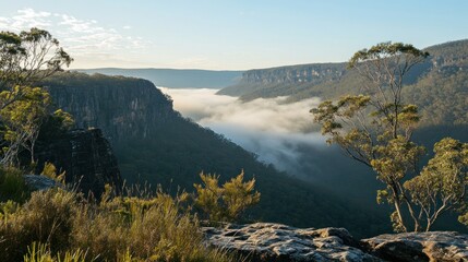 Misty Morning in the Blue Mountains: Breathtaking Valley View
