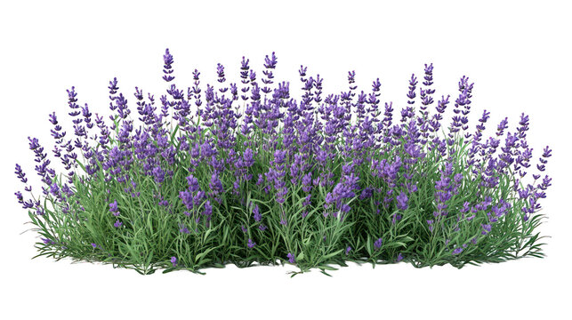 Lush purple lavender bush isolated on black background.