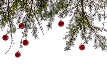 Red ornaments hang from pine branches against white background